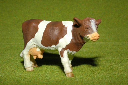 Afbeeldingen van Koe roodbont