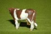 Afbeeldingen van Koe roodbont