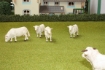 Afbeeldingen van grasveld