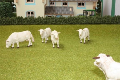 Afbeeldingen van grasveld