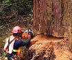 Afbeeldingen van Loggers